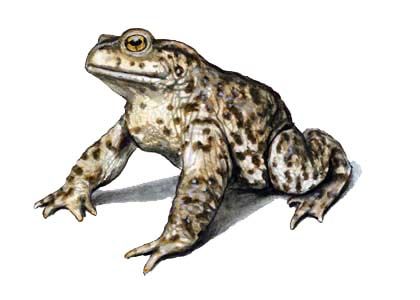 Bufo bufo (L.) attēls