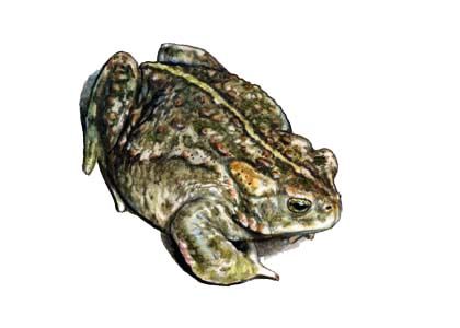 Bufo calamita Laur. attēls