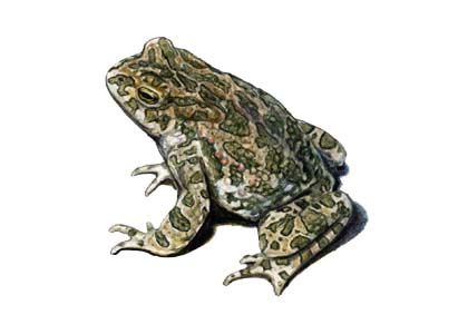 Bufotes viridis (Laur.) attēls