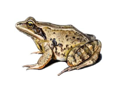 Rana arvalis Nilsson attēls