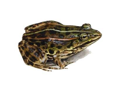 Pelophylax lessonae (Cam.) attēls