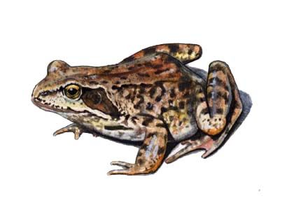 Rana temporaria L. attēls