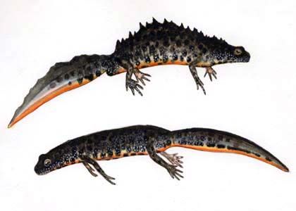 Triturus cristatus (Laur.) attēls