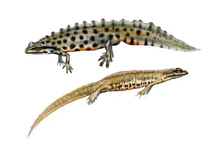 Triturus vulgaris (L.) attēls