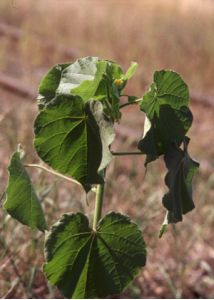 Abutilon theophrasti Medik. attēls