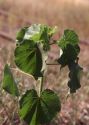 Abutilon theophrasti Medik. attēls