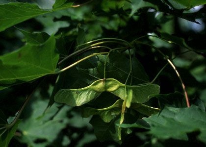 Acer platanoides L. attēls
