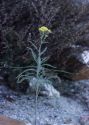 Achillea micrantha Willd. attēls