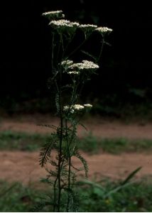 Achillea millefolium L. attēls