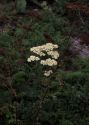 Achillea nobilis L. attēls