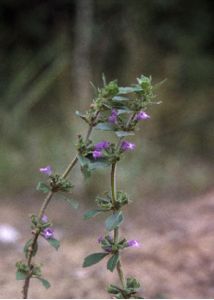 Acinos arvensis (Lam.) Dandy attēls