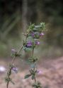 Acinos arvensis (Lam.) Dandy attēls