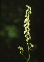Aconitum lasiostomum Rchb. attēls