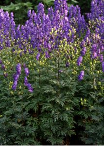 Aconitum napellus L. attēls