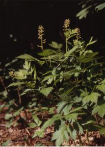 Actaea spicata L. attēls