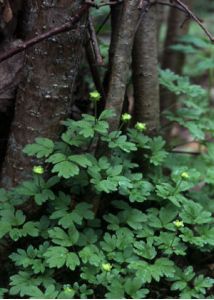 Adoxa moschatellina L. attēls