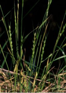 Aegilops cylindrica Host attēls