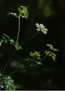 Aethusa cynapium L. attēls