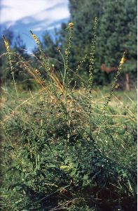 Agrimonia eupatoria L. attēls