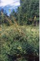 Agrimonia eupatoria L. attēls