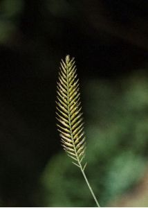 Agropyron pectinatum (M.Bieb.) P.Beauv. attēls