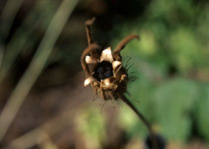 Agrostemma githago L. attēls