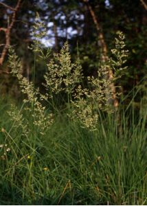 Agrostis gigantea Roth attēls