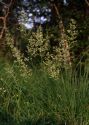 Agrostis gigantea Roth attēls