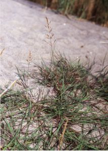Agrostis stolonifera L. attēls