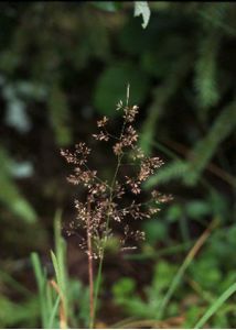 Agrostis tenuis Sibth. attēls