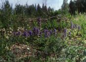 Ajuga genevensis L. attēls