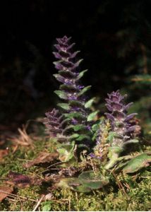 Ajuga pyramidalis L. attēls