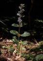 Ajuga reptans L. attēls