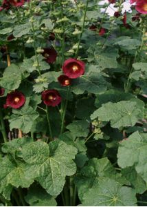 Alcea rosea L. attēls