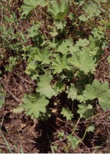 Alchemilla vulgaris L. s.l. attēls