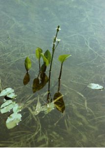 Alisma lanceolatum With. attēls