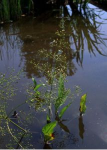 Alisma plantago-aquatica L. attēls