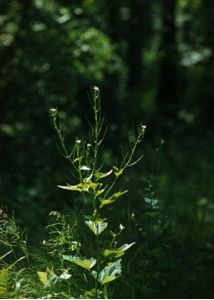 Alliaria petiolata (M.Bieb.) Cavara et Grande attēls