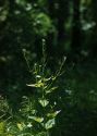 Alliaria petiolata (M.Bieb.) Cavara et Grande attēls