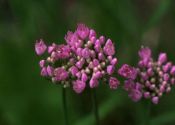 Allium angulosum L. attēls