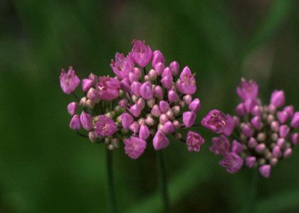 Allium angulosum L. attēls