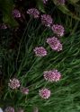 Allium montanum F.W.Schmidt attēls