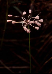 Allium oleraceum L. attēls