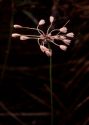 Allium oleraceum L. attēls