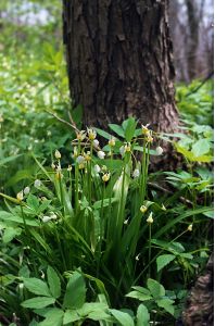 Allium paradoxum (M.Bieb.) G.Don attēls