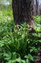 Allium paradoxum (M.Bieb.) G.Don attēls