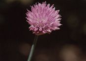 Allium schoenoprasum L. attēls