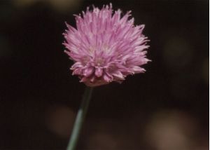 maurloks attēls