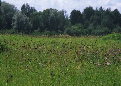 Allium scorodoprasum L. attēls