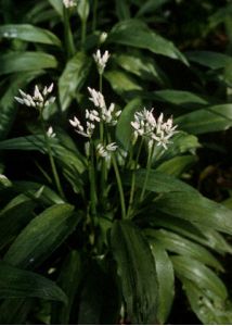 Allium ursinum L. attēls